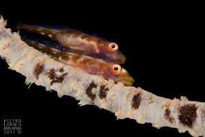 2 Gobids on a whip coral in Mabul by Pietro Formis 